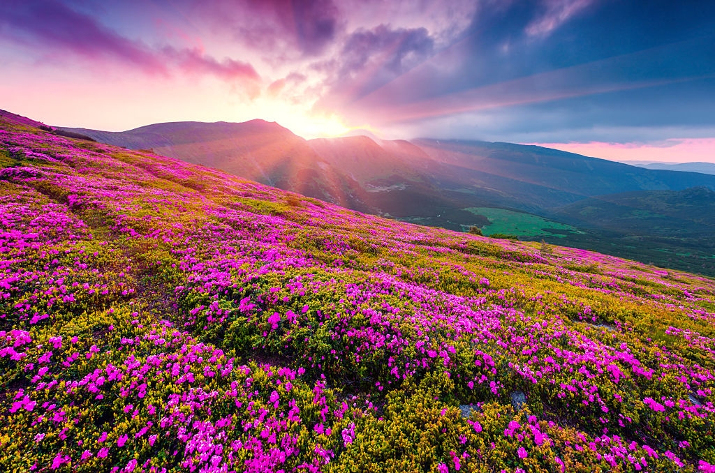 Valley of Flowers Ynorme
