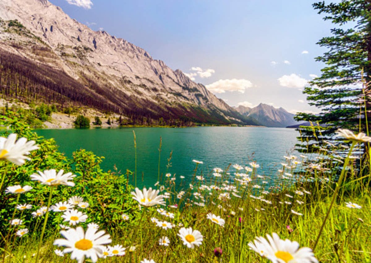 Valley of Flowers Ynorme