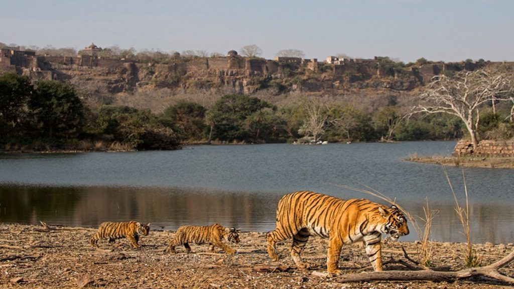 case study on ranthambore national park